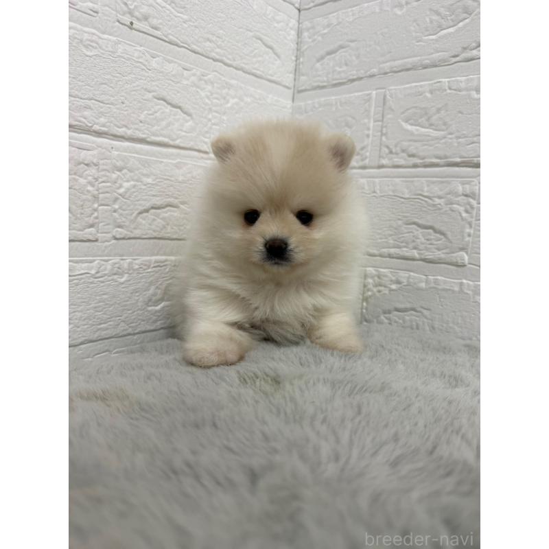 販売中の岡山県のポメラニアン-445642の7枚目