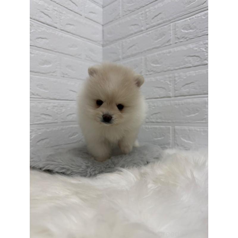 販売中の岡山県のポメラニアン-445642の6枚目