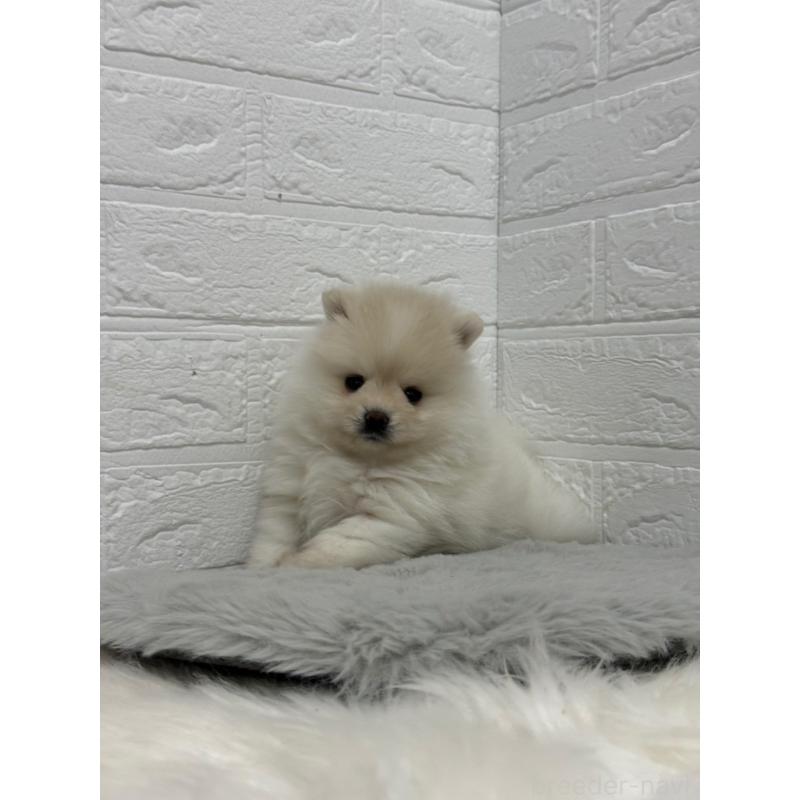 販売中の岡山県のポメラニアン-445642の5枚目