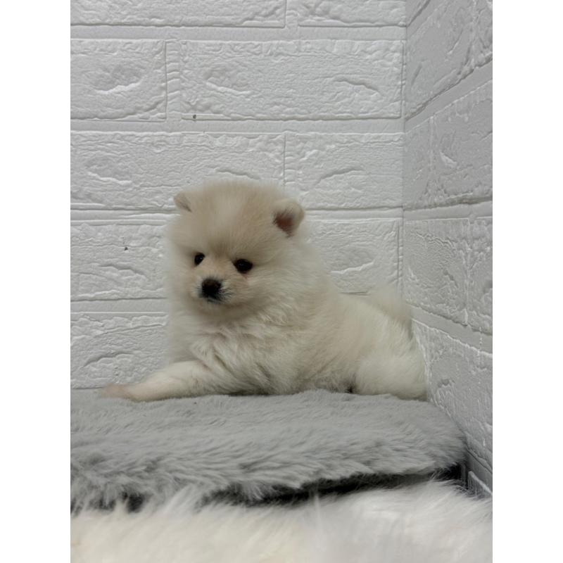 販売中の岡山県のポメラニアン-445642の4枚目