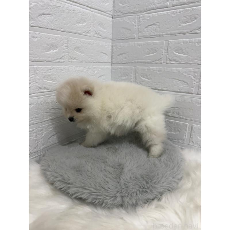 販売中の岡山県のポメラニアン-445642の3枚目