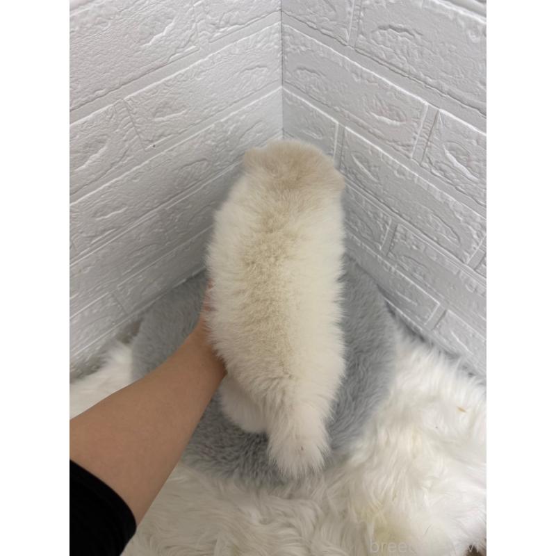 販売中の岡山県のポメラニアン-445642の2枚目