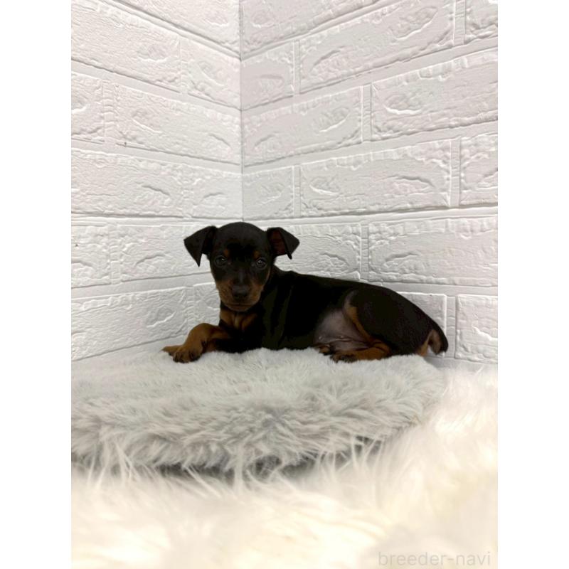 販売中の岡山県のミニチュアピンシャー(ミニピン)-445643の12枚目