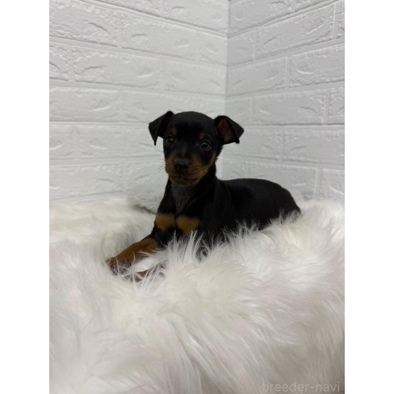 販売中の岡山県のミニチュアピンシャー(ミニピン)-445643の10枚目