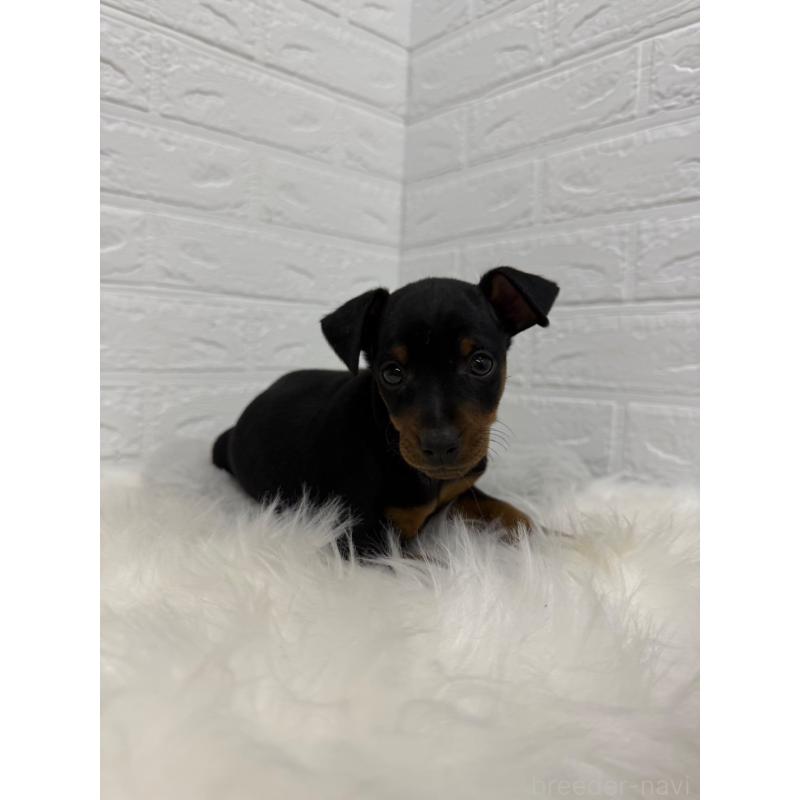 販売中の岡山県のミニチュアピンシャー(ミニピン)-445643の8枚目