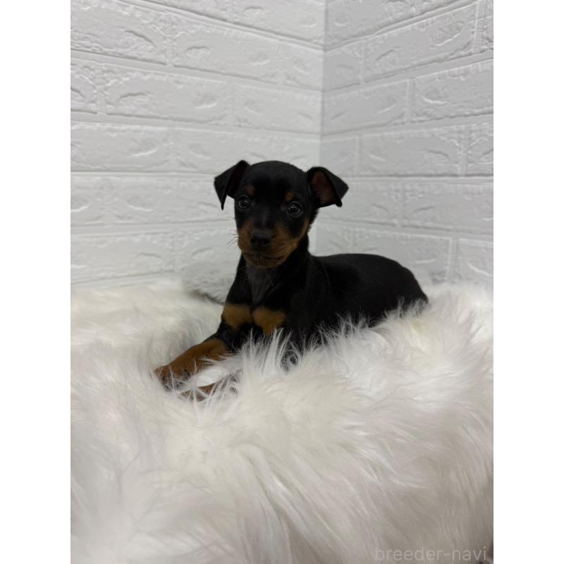 販売中の岡山県のミニチュアピンシャー(ミニピン)-445643の7枚目