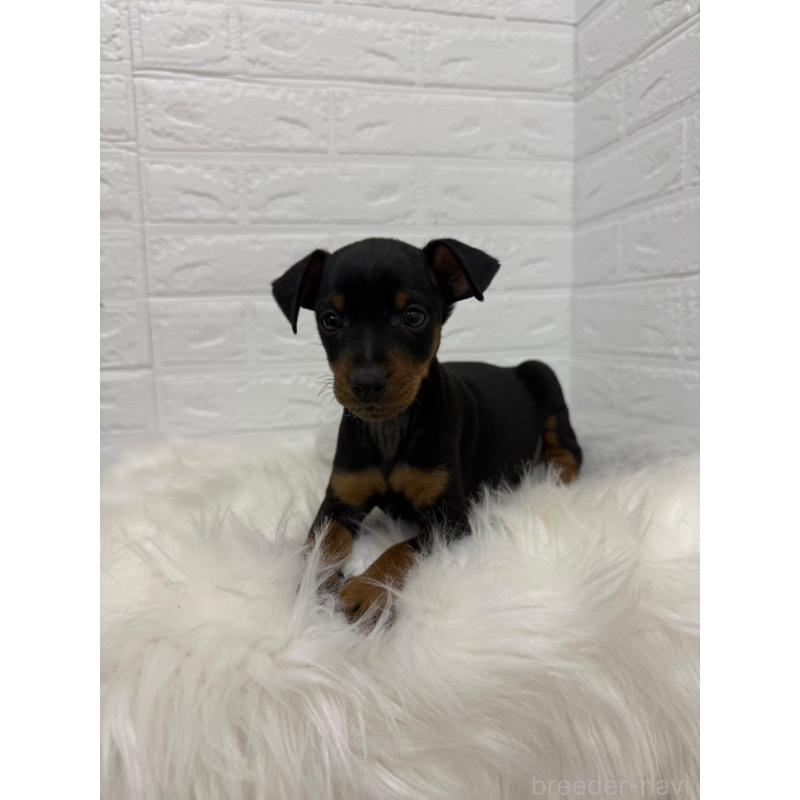 販売中の岡山県のミニチュアピンシャー(ミニピン)-445643の5枚目