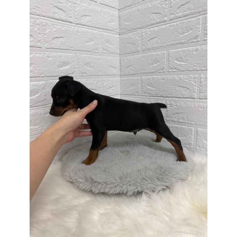 販売中の岡山県のミニチュアピンシャー(ミニピン)-445643の3枚目