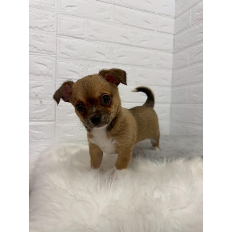 販売中の岡山県のチワワ(スムースコート)-445645の9枚目