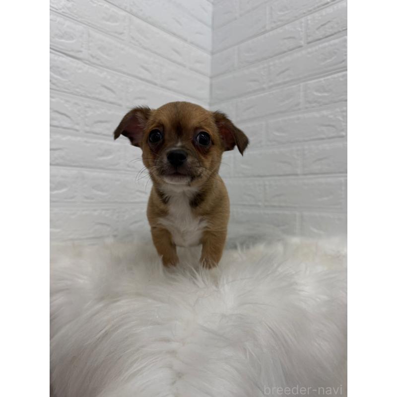 販売中の岡山県のチワワ(スムースコート)-445645の5枚目