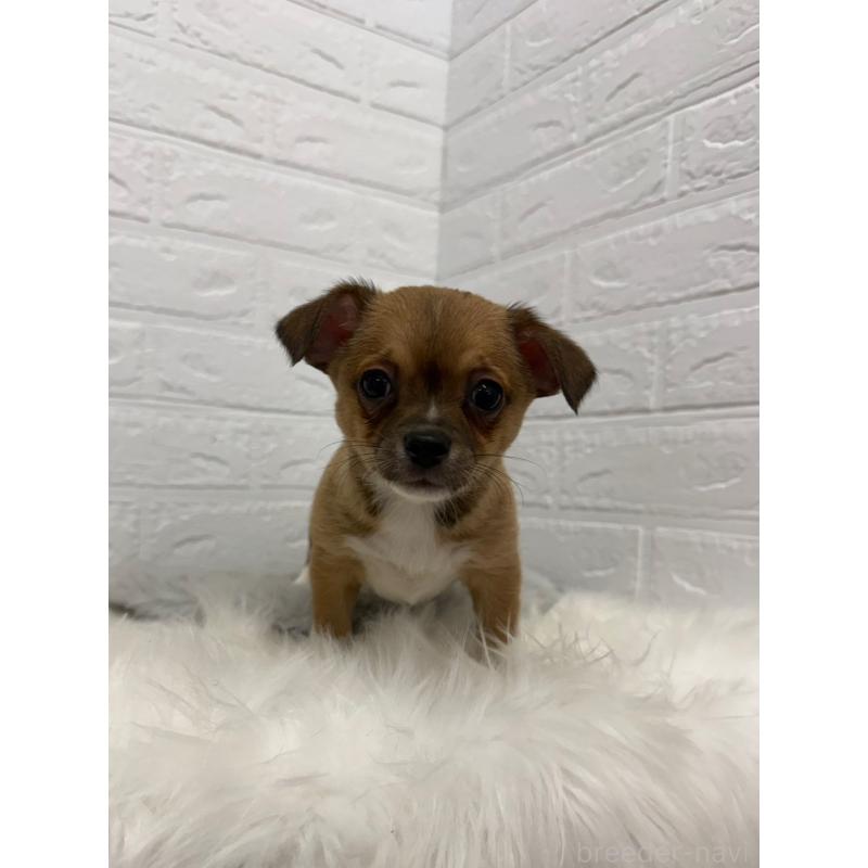 販売中の岡山県のチワワ(スムースコート)-445645の4枚目