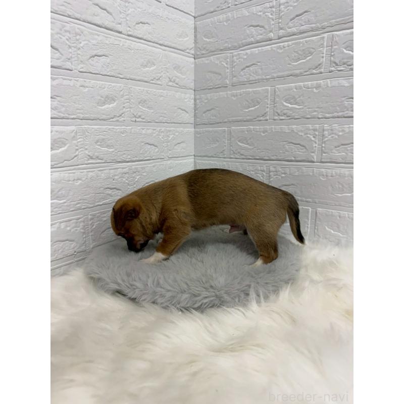 販売中の岡山県のチワワ(スムースコート)-445645の3枚目