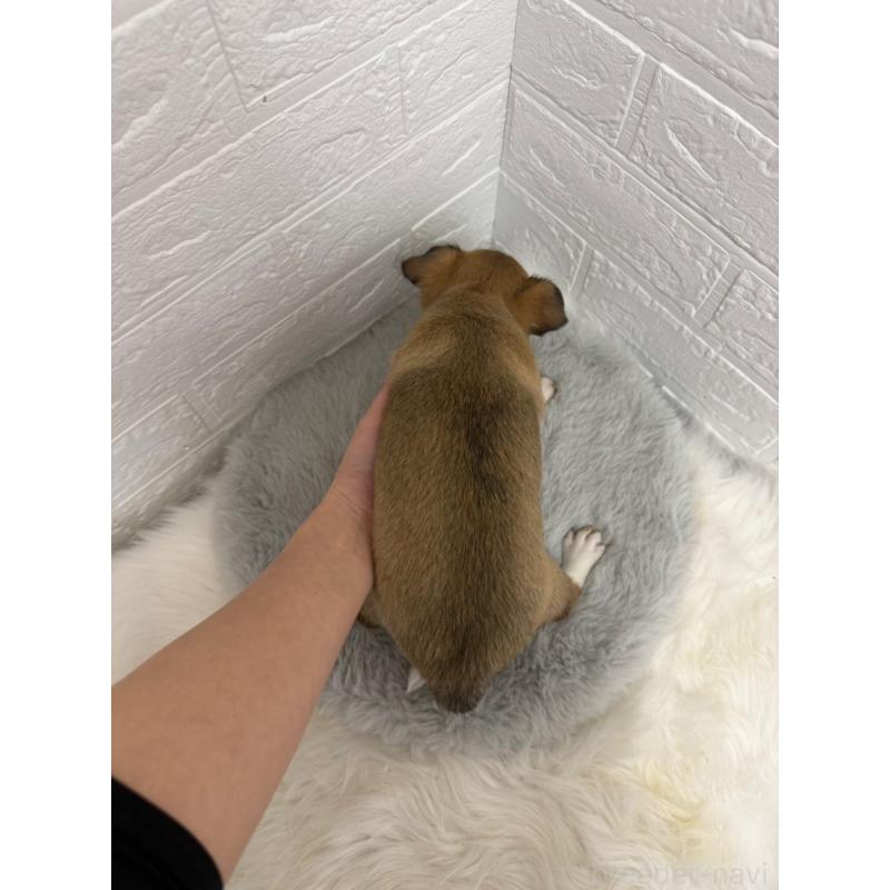 販売中の岡山県のチワワ(スムースコート)-445645の2枚目