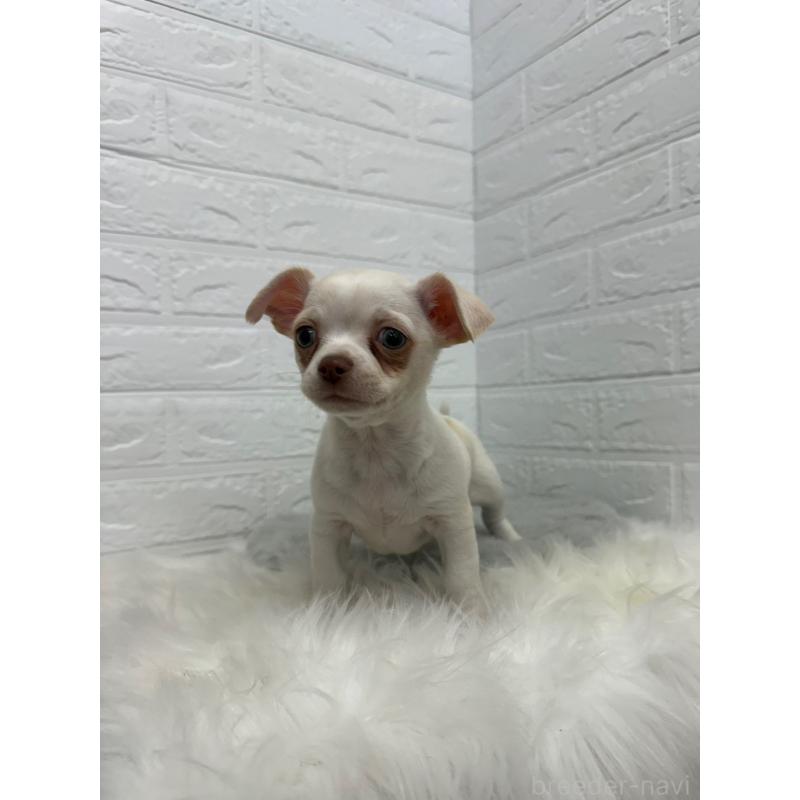 販売中の岡山県のチワワ(スムースコート)-445647の4枚目