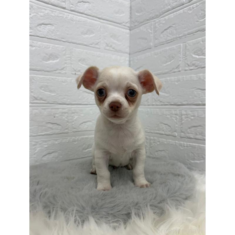 販売中の岡山県のチワワ(スムースコート)-445647の3枚目