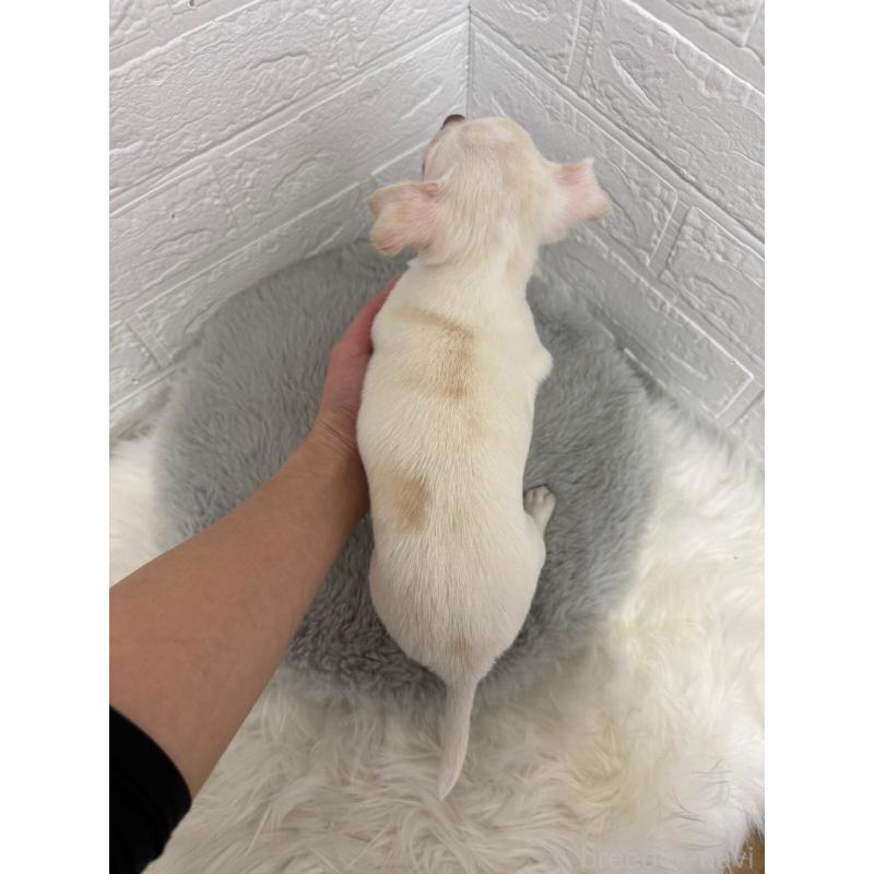 販売中の岡山県のチワワ(スムースコート)-445647の2枚目