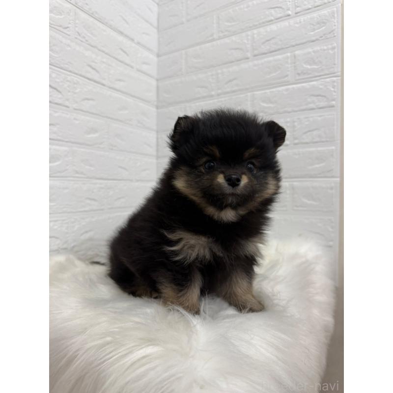 販売中の岡山県のポメラニアン-445649の10枚目