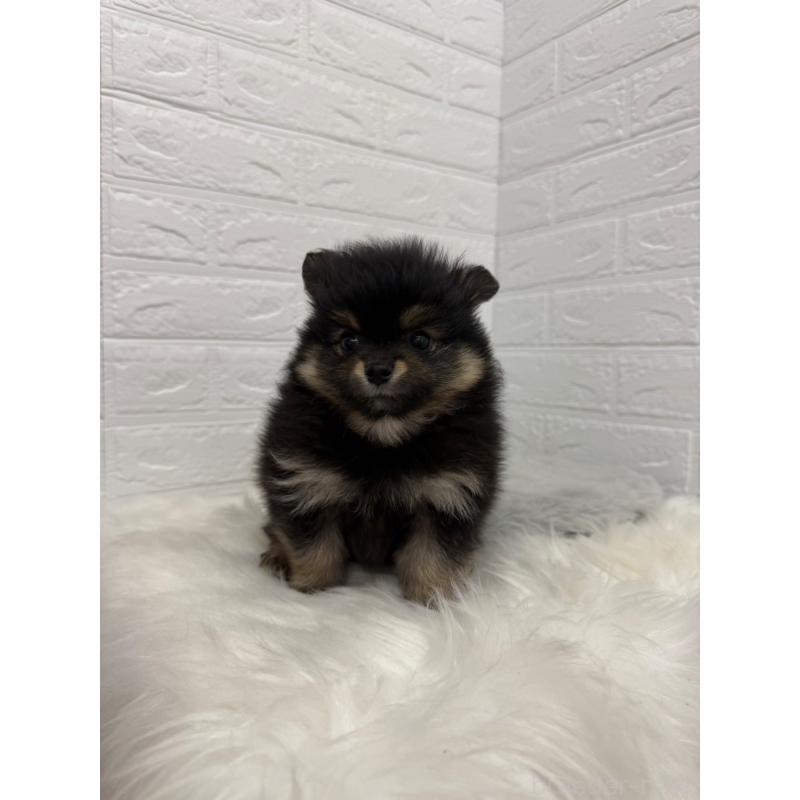 販売中の岡山県のポメラニアン-445649の8枚目