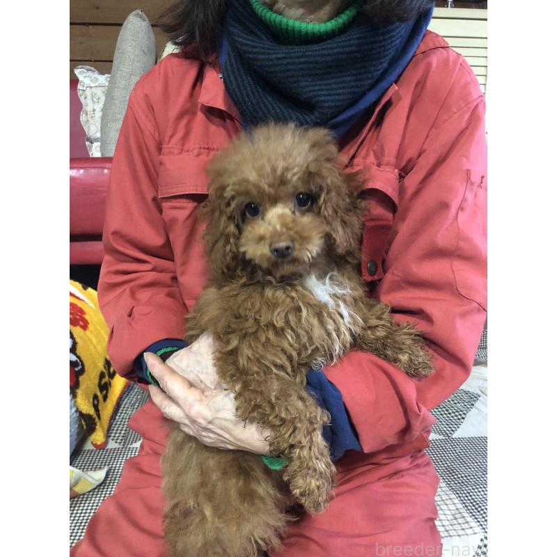 販売中の兵庫県のトイプードル-425599