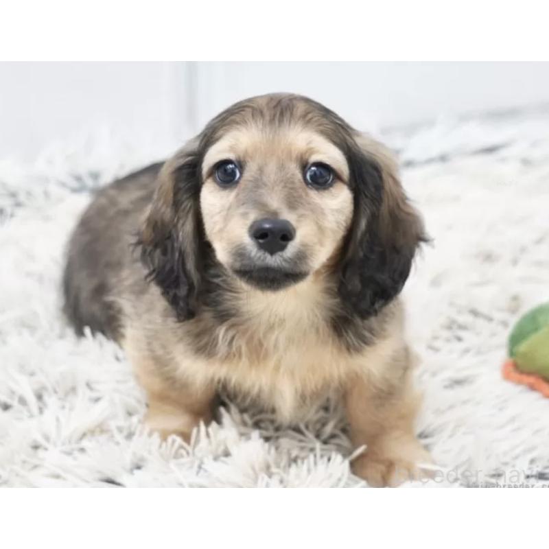 販売中の兵庫県のミニチュアダックスフンド(ロングヘアード)-445651の3枚目