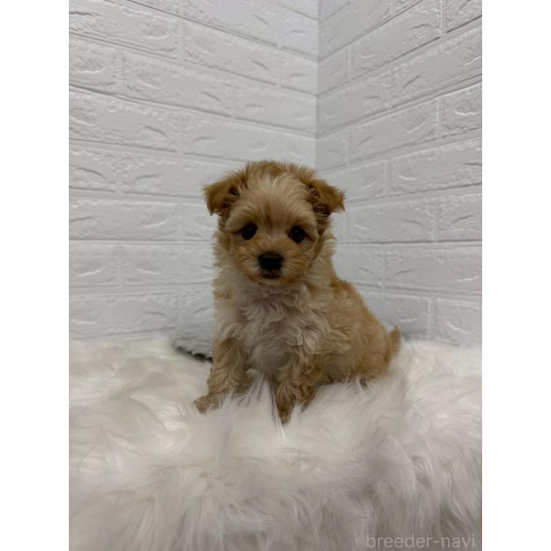 販売中の岡山県のマルプー:マルチーズ×トイプードル-445650の10枚目