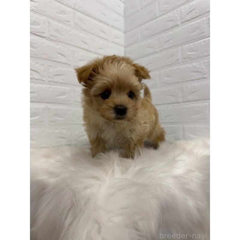 販売中の岡山県のマルプー:マルチーズ×トイプードル-445650の9枚目