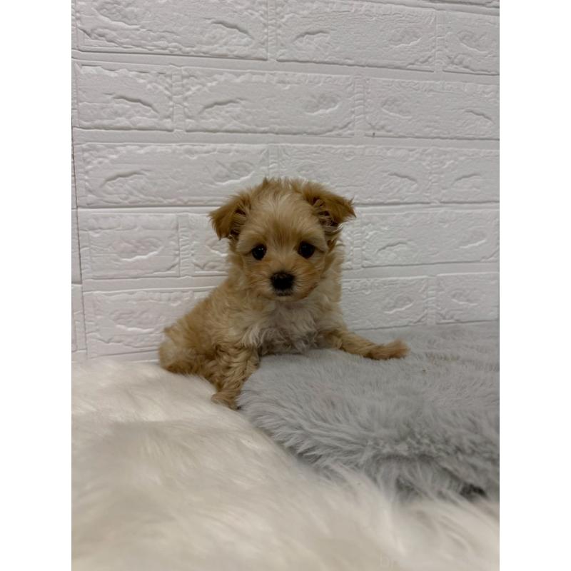 販売中の岡山県のマルプー:マルチーズ×トイプードル-445650の7枚目