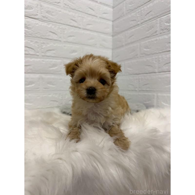 販売中の岡山県のマルプー:マルチーズ×トイプードル-445650の6枚目