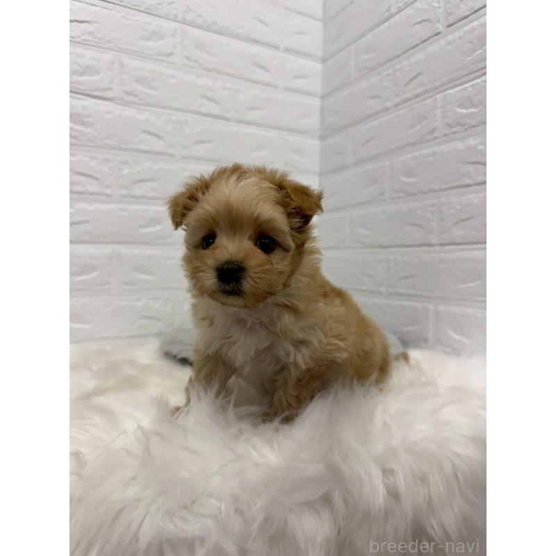 販売中の岡山県のマルプー:マルチーズ×トイプードル-445650の5枚目