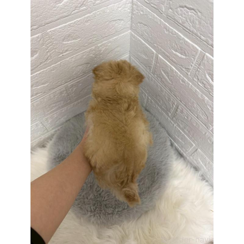 販売中の岡山県のマルプー:マルチーズ×トイプードル-445650の4枚目