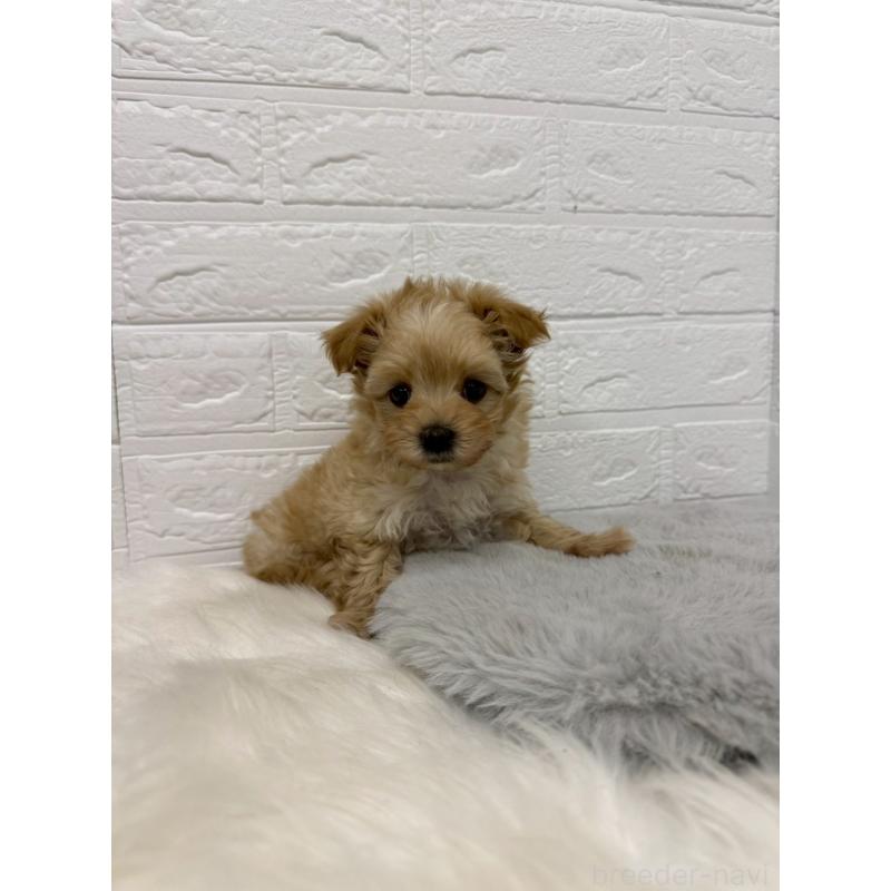 販売中の岡山県のマルプー:マルチーズ×トイプードル-445650の2枚目