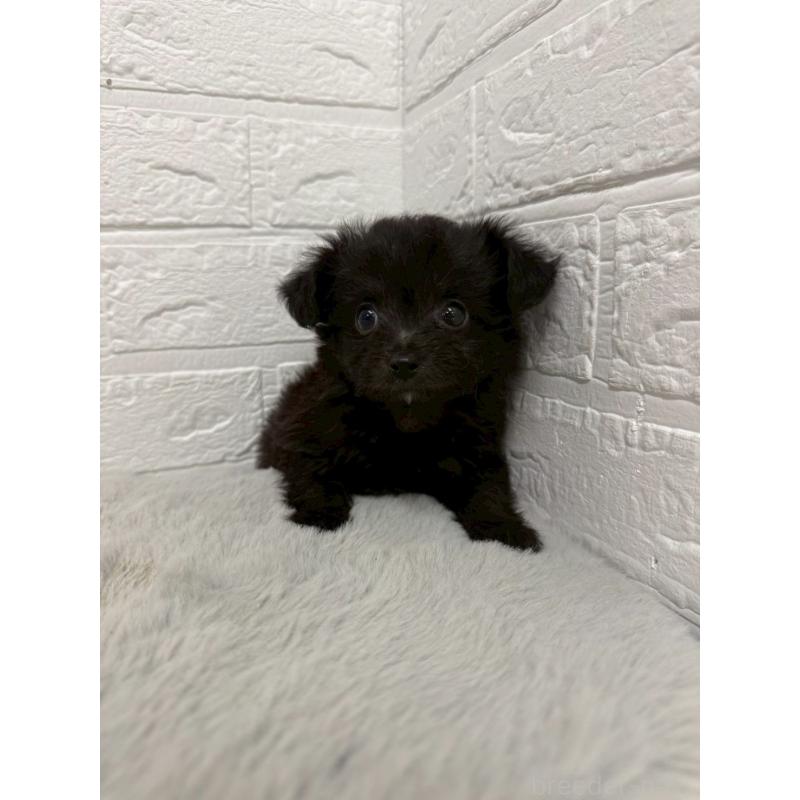 販売中の岡山県のチワプー:チワワ×トイプードル-445652の11枚目