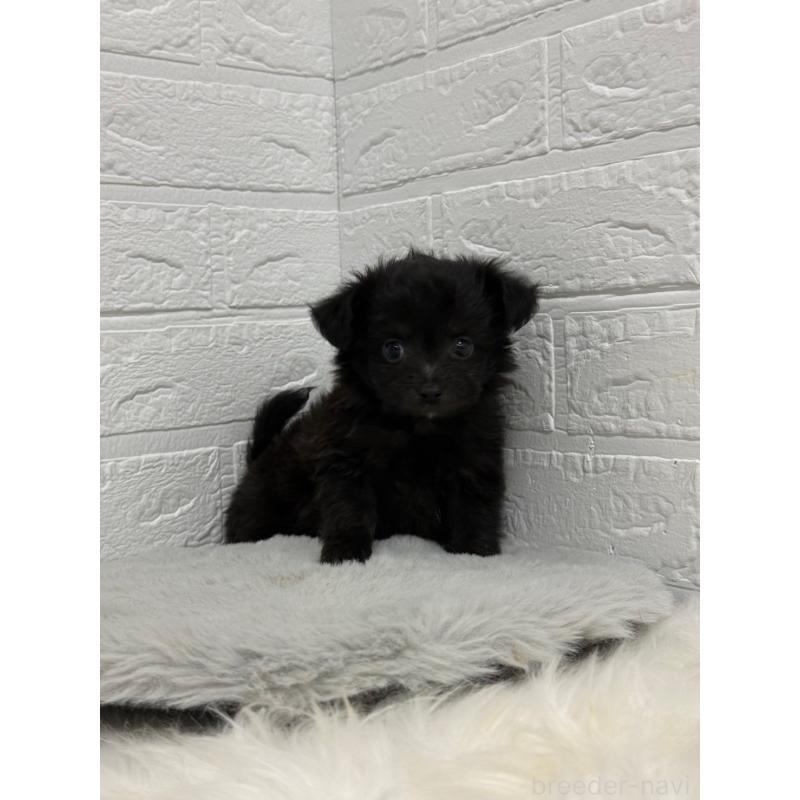 販売中の岡山県のチワプー:チワワ×トイプードル-445652の10枚目