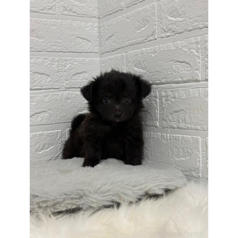 販売中の岡山県のチワプー:チワワ×トイプードル-445652の8枚目