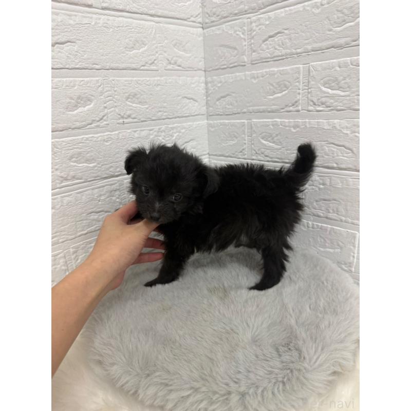 販売中の岡山県のチワプー:チワワ×トイプードル-445652の3枚目