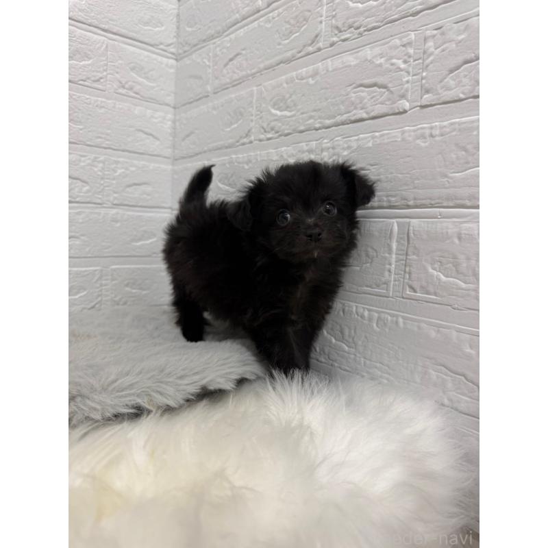 販売中の岡山県のチワプー:チワワ×トイプードル-445652の2枚目