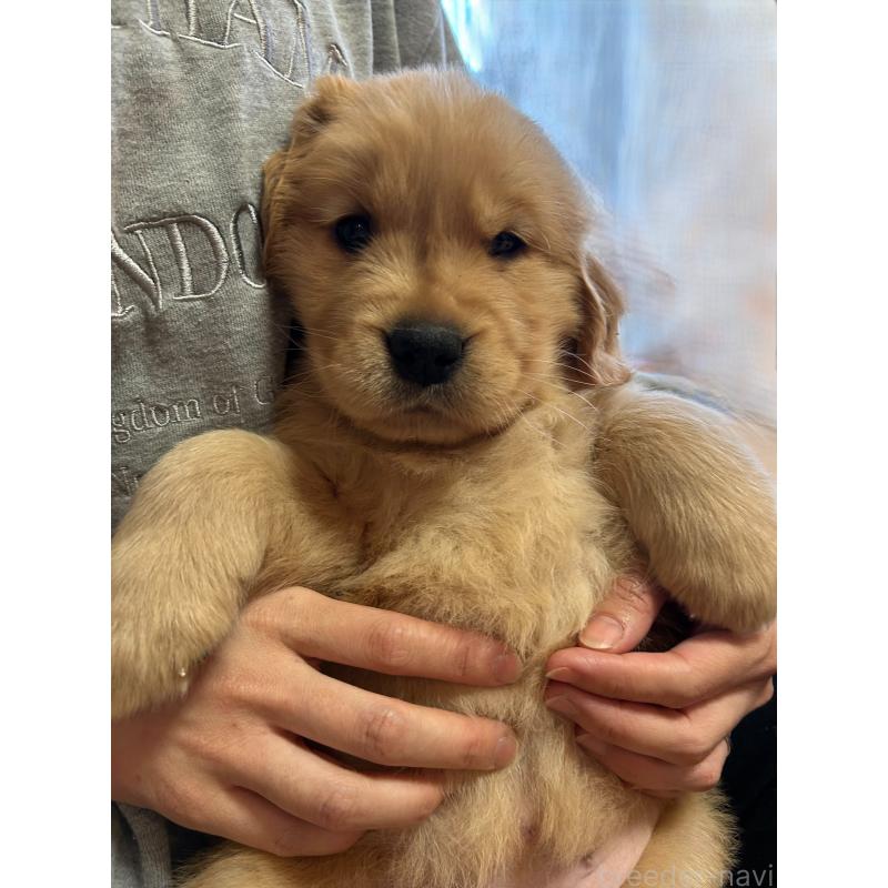 販売中の福岡県のゴールデンレトリーバー-438198の3枚目