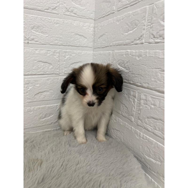 販売中の岡山県のパピヨン-445653の12枚目