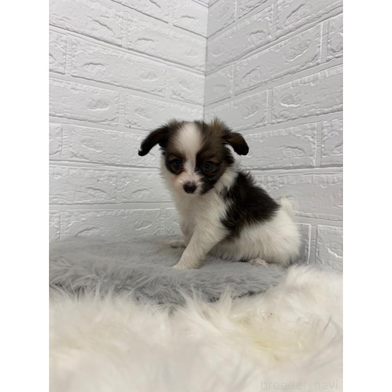 販売中の岡山県のパピヨン-445653の11枚目