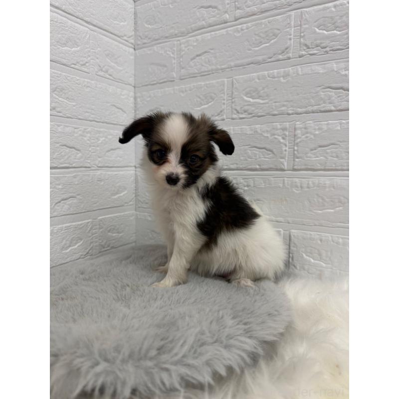 販売中の岡山県のパピヨン-445653の9枚目