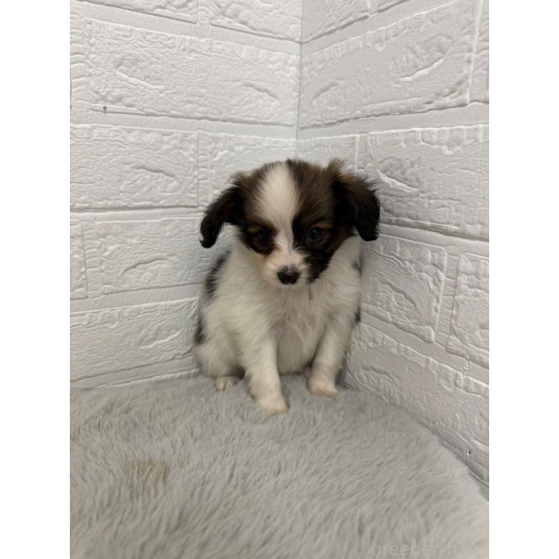 販売中の岡山県のパピヨン-445653の7枚目