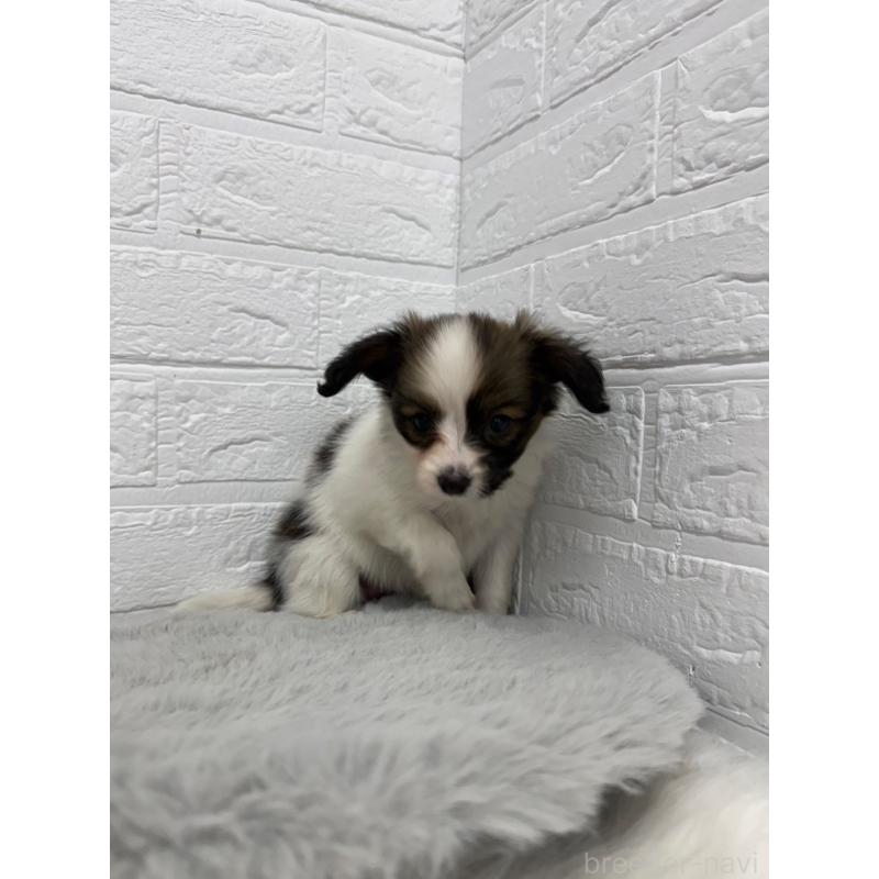 販売中の岡山県のパピヨン-445653の6枚目