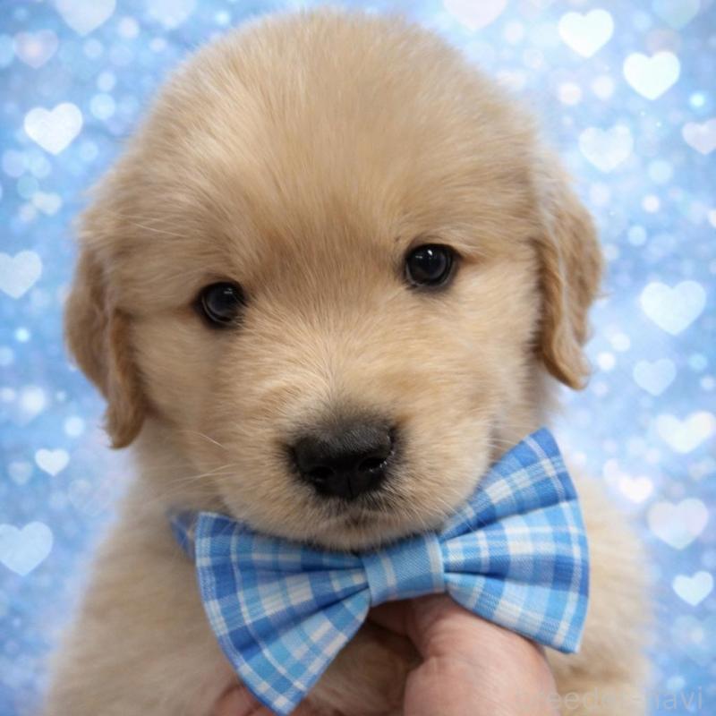 販売中の福岡県のゴールデンレトリーバー-439601