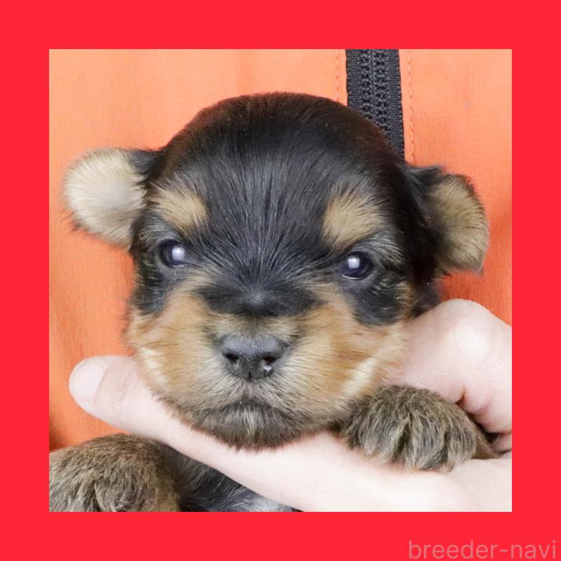 販売中の愛知県のヨークシャーテリア-443977