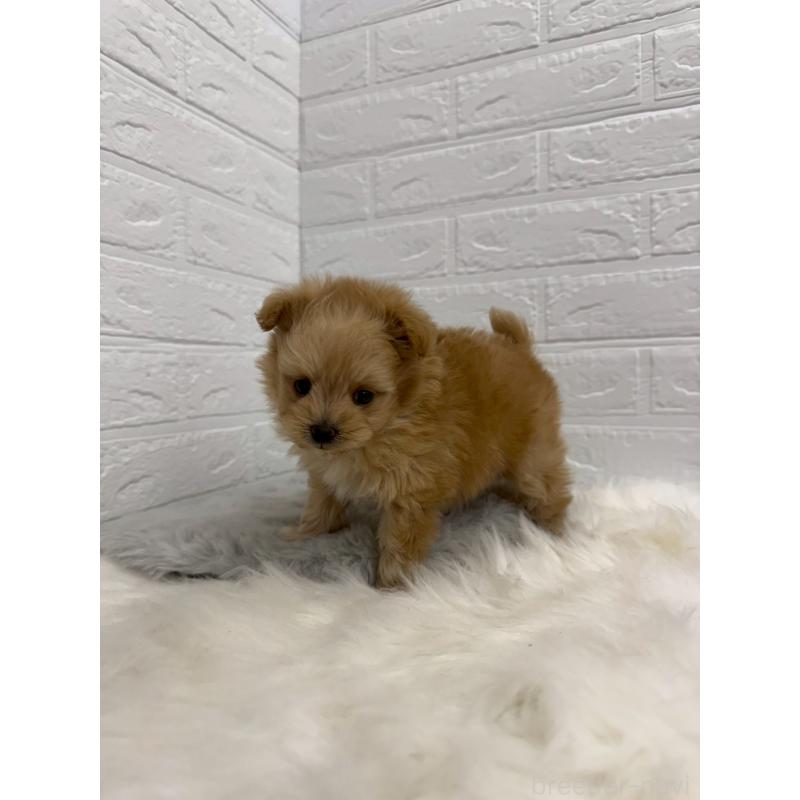 販売中の東京都のポメプー:ポメラニアン×トイプードル-445655の11枚目