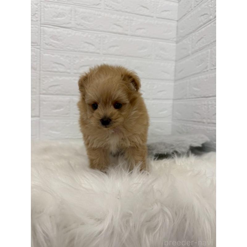 販売中の東京都のポメプー:ポメラニアン×トイプードル-445655の10枚目