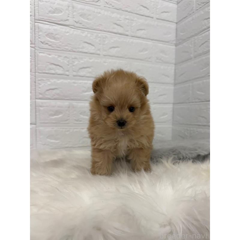 販売中の東京都のポメプー:ポメラニアン×トイプードル-445655の9枚目