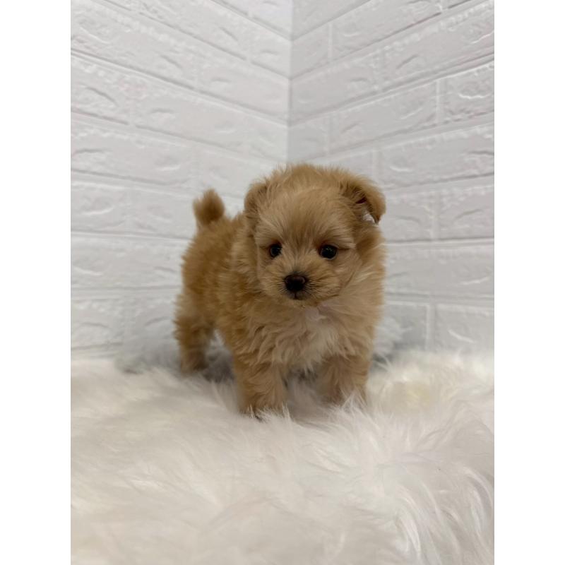 販売中の東京都のポメプー:ポメラニアン×トイプードル-445655の7枚目