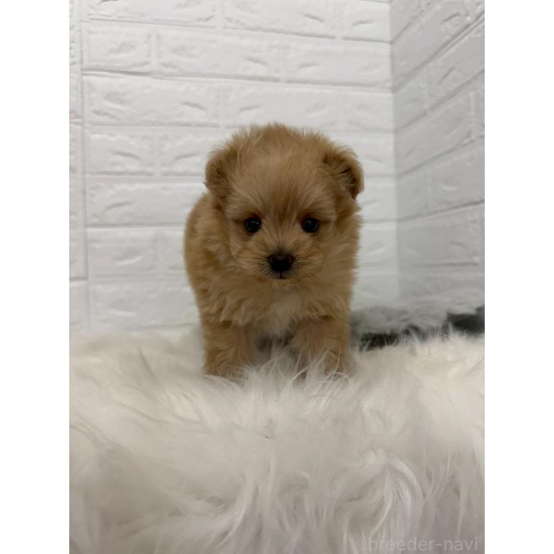 販売中の東京都のポメプー:ポメラニアン×トイプードル-445655の6枚目