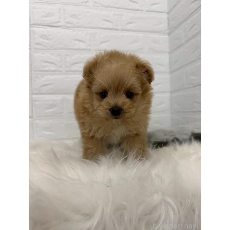 販売中の東京都のポメプー:ポメラニアン×トイプードル-445655の3枚目